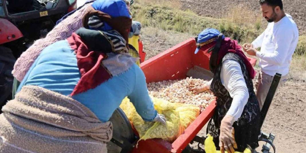 Antibiyotik fabrikalarının gözdesi! 80 bin metrekareden yurt dışına gidecek: Beklenti 150 ton! 4